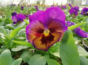 Violka, maceška zahradní 'Carneval® F1 Midnight Glow' - Viola wittrockiana 'Carneval® F1 Midnight Glow'