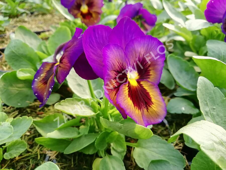 Violka, maceška zahradní 'Carneval® F1 Midnight Glow' - Viola wittrockiana 'Carneval® F1 Midnight Glow'