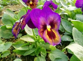 Violka, maceška zahradní 'Carneval® F1 Midnight Glow' - Viola wittrockiana 'Carneval® F1 Midnight Glow'