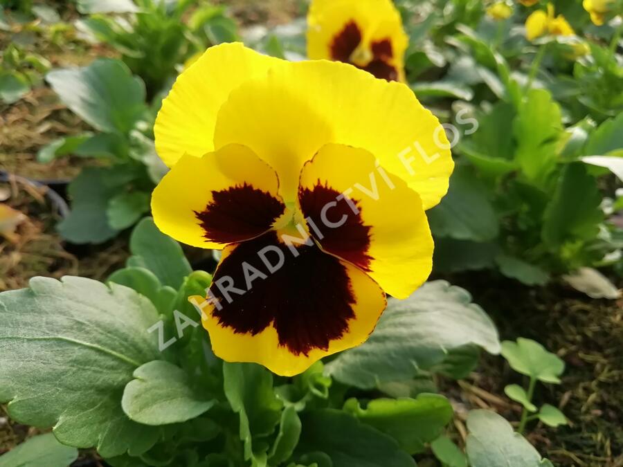 Violka zahradní, maceška 'Carneval Yellow with Blotch' - Viola wittrockiana 'Carneval Yellow with Blotch'