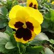 Violka zahradní, maceška 'Carneval Yellow with Blotch' - Viola wittrockiana 'Carneval Yellow with Blotch'