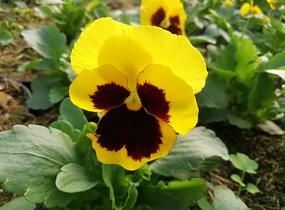 Violka, maceška zahradní 'Carneval Yellow with Blotch' - Viola wittrockiana 'Carneval Yellow with Blotch'