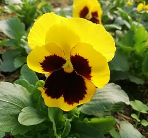 Violka zahradní, maceška 'Carneval Yellow with Blotch' - Viola wittrockiana 'Carneval Yellow with Blotch'