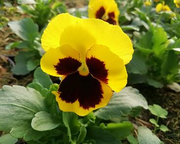 Violka, maceška zahradní 'Carneval Yellow with Blotch'