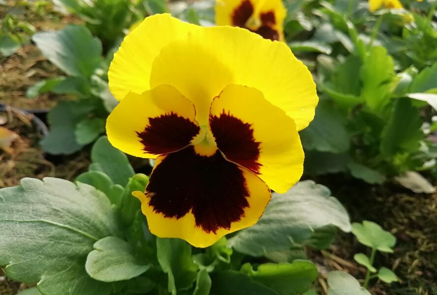 Violka, maceška zahradní 'Carneval Yellow with Blotch' - Viola wittrockiana 'Carneval Yellow with Blotch'