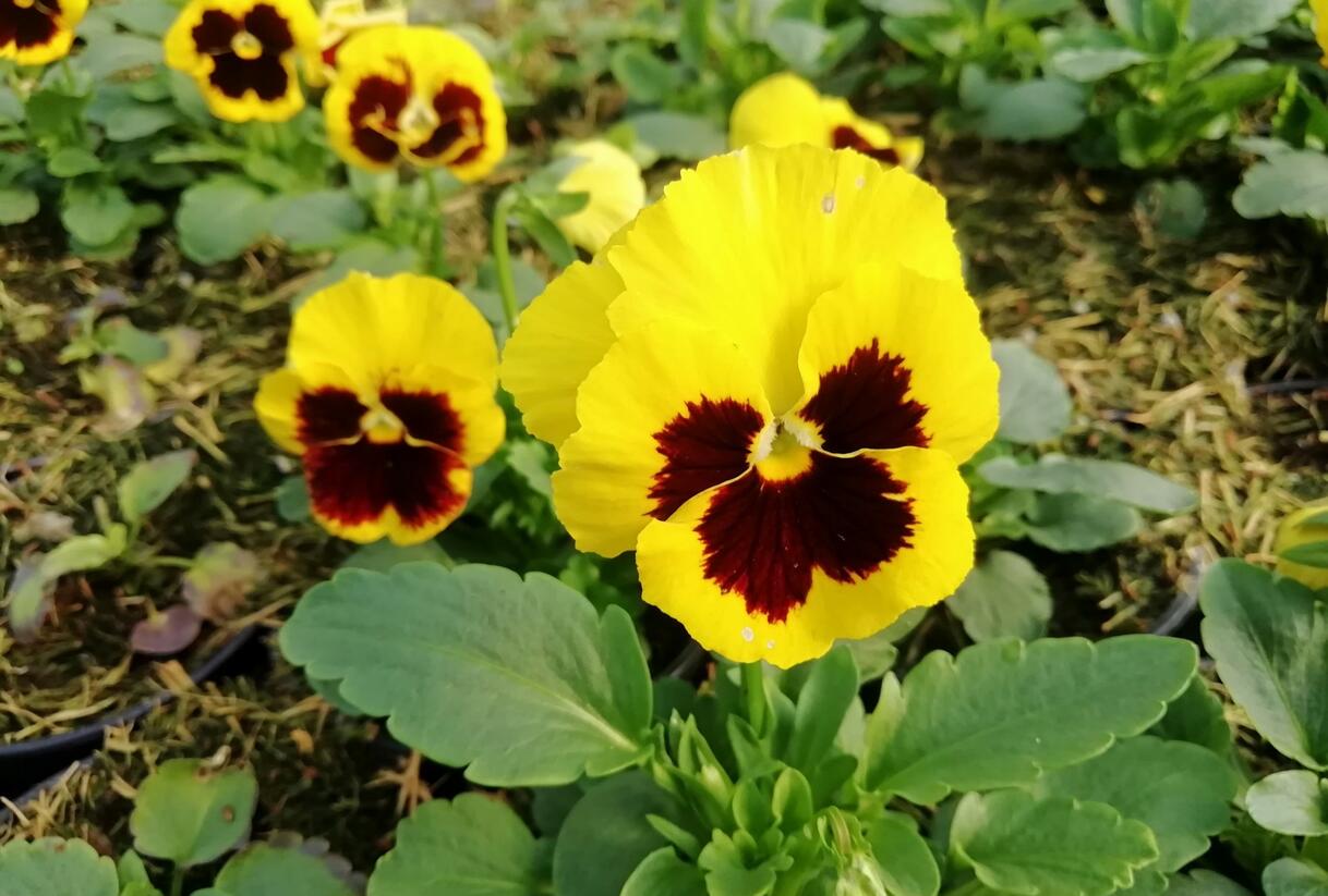 Violka, maceška zahradní 'Carneval Yellow with Blotch' - Viola wittrockiana 'Carneval Yellow with Blotch'