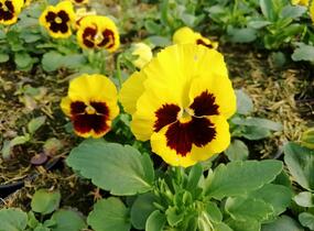 Violka, maceška zahradní 'Carneval Yellow with Blotch' - Viola wittrockiana 'Carneval Yellow with Blotch'