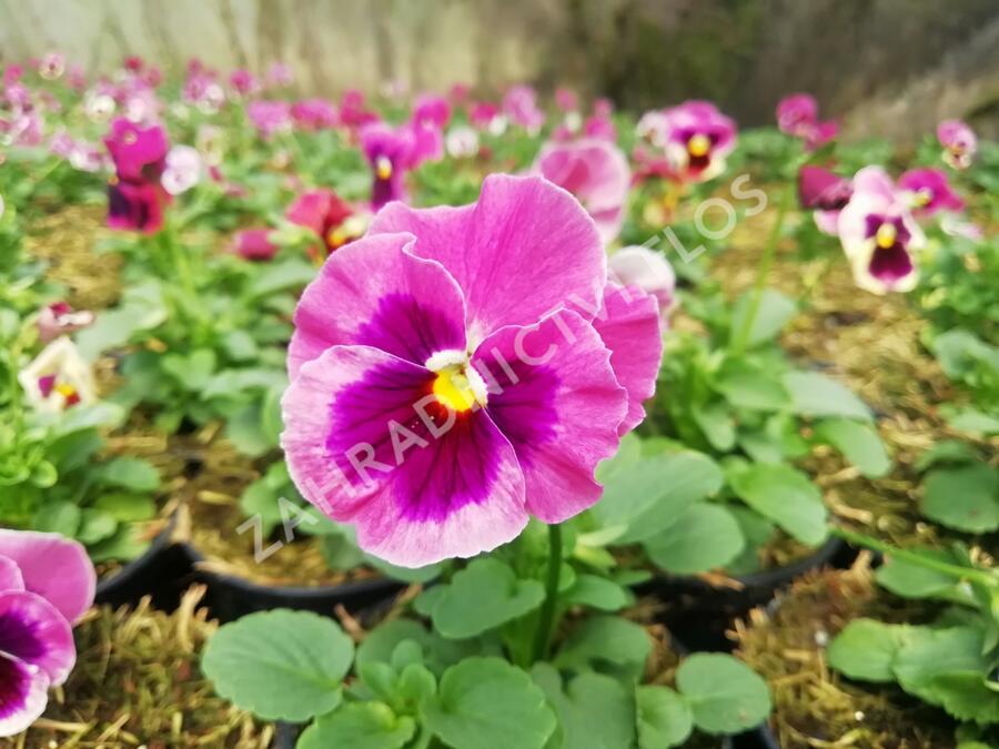 Violka, maceška zahradní 'Carnival® F1 Pink Shades Blotch' - Viola wittrockiana 'Carnival® F1 Pink Shades Blotch'