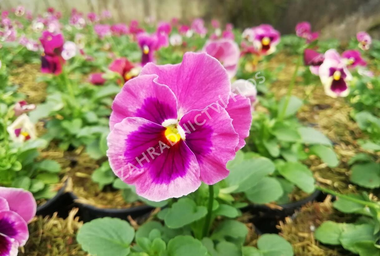 Violka, maceška zahradní 'Carnival® F1 Pink Shades Blotch' - Viola wittrockiana 'Carnival® F1 Pink Shades Blotch'