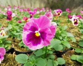 Violka, maceška zahradní 'Carnival® F1 Pink Shades Blotch'