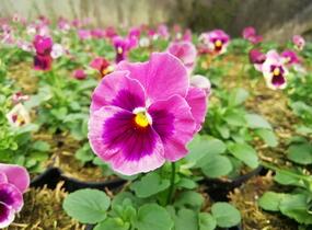 Violka, maceška zahradní 'Carnival® F1 Pink Shades Blotch' - Viola wittrockiana 'Carnival® F1 Pink Shades Blotch'