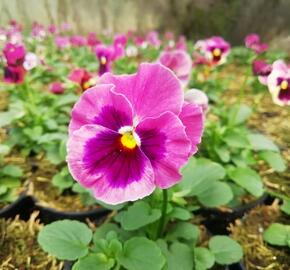 Violka, maceška zahradní 'Carnival® F1 Pink Shades Blotch' - Viola wittrockiana 'Carnival® F1 Pink Shades Blotch'