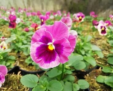 Violka, maceška zahradní 'Carnival® F1 Pink Shades Blotch'