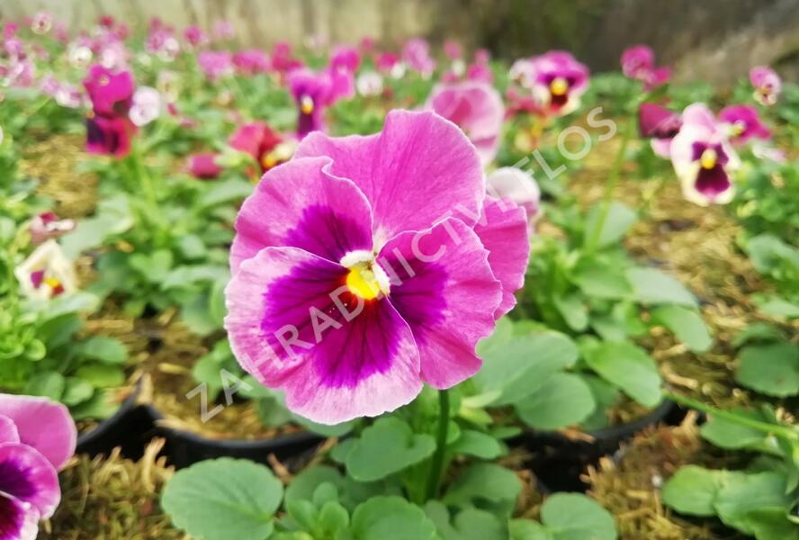 Violka, maceška zahradní 'Carnival® F1 Pink Shades Blotch' - Viola wittrockiana 'Carnival® F1 Pink Shades Blotch'