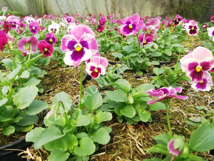 Violka, maceška zahradní 'Carnival® F1 Pink Shades Blotch' - Viola wittrockiana 'Carnival® F1 Pink Shades Blotch'