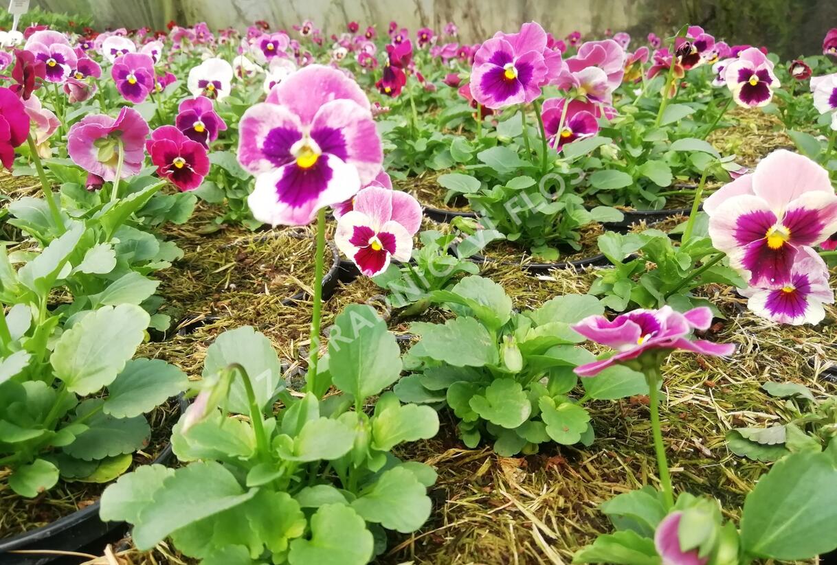 Violka, maceška zahradní 'Carnival® F1 Pink Shades Blotch' - Viola wittrockiana 'Carnival® F1 Pink Shades Blotch'