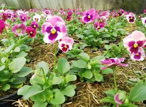 Violka, maceška zahradní 'Carnival® F1 Pink Shades Blotch' - Viola wittrockiana 'Carnival® F1 Pink Shades Blotch'