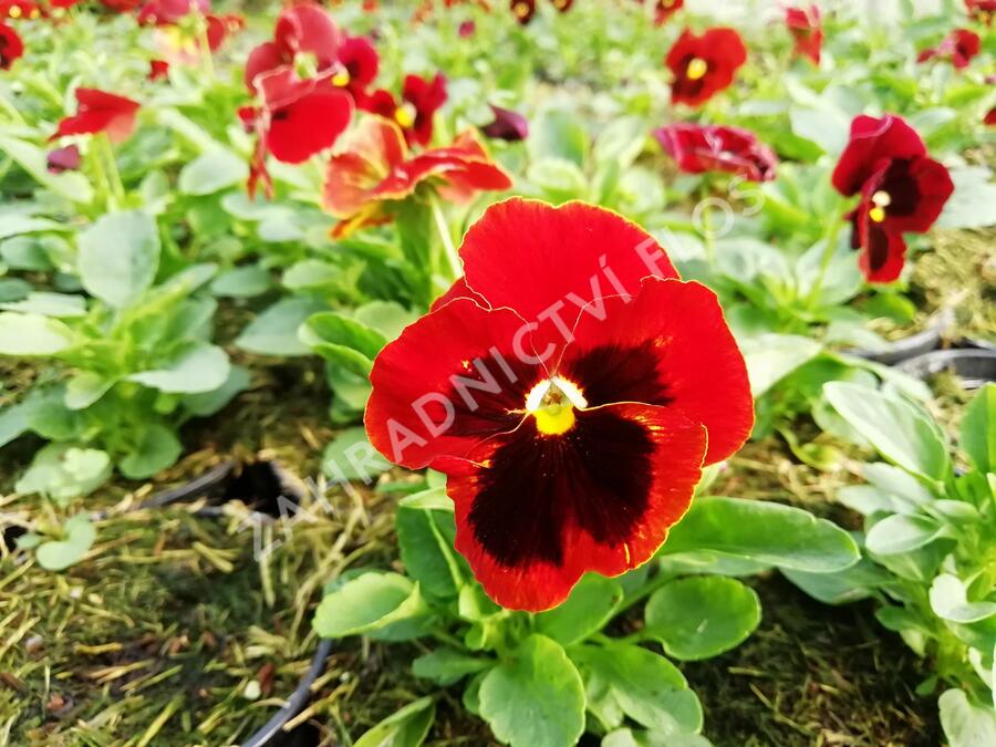 Violka, maceška zahradní 'Carneval® F1 Scarlet with Blotch' - Viola wittrockiana 'Carneval® F1 Scarlet with Blotch'