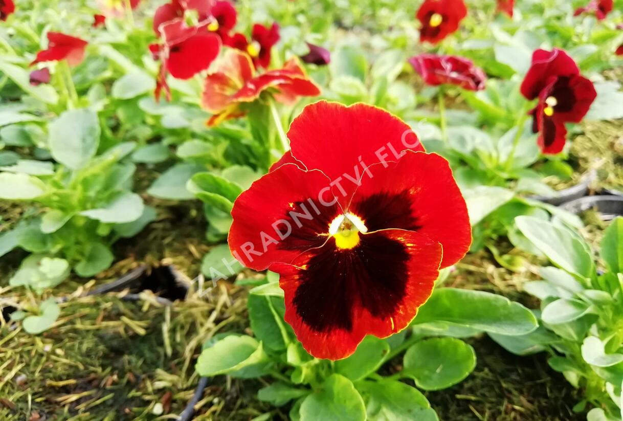 Violka, maceška zahradní 'Carneval® F1 Scarlet with Blotch' - Viola wittrockiana 'Carneval® F1 Scarlet with Blotch'