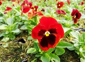 Violka, maceška zahradní 'Carneval® F1 Scarlet with Blotch' - Viola wittrockiana 'Carneval® F1 Scarlet with Blotch'