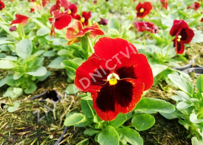 Violka, maceška zahradní 'Carneval® F1 Scarlet with Blotch' - Viola wittrockiana 'Carneval® F1 Scarlet with Blotch'