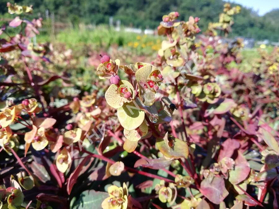 Pryšec mandloňovitý 'Ruby Glow' - Euphorbia amygdaloides 'Ruby Glow'