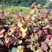 Pryšec mandloňovitý 'Ruby Glow' - Euphorbia amygdaloides 'Ruby Glow'