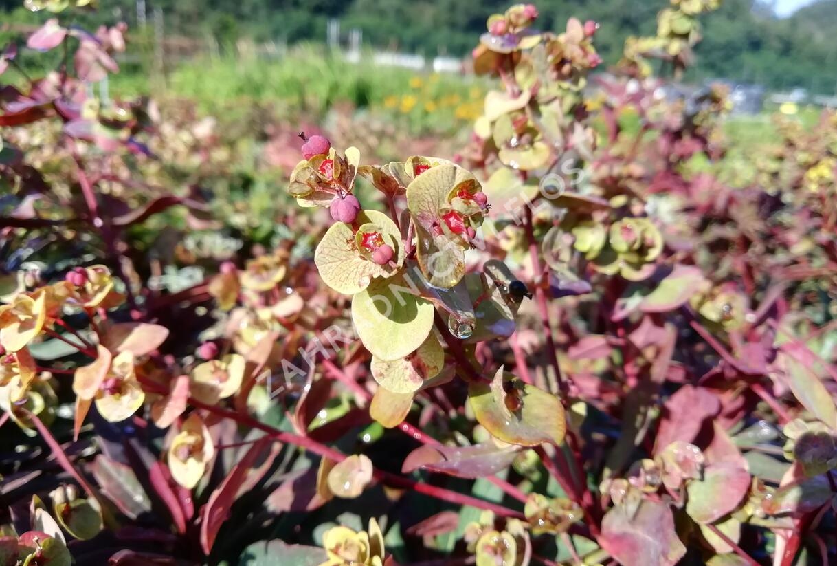 Pryšec mandloňovitý 'Ruby Glow' - Euphorbia amygdaloides 'Ruby Glow'