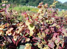 Pryšec mandloňovitý 'Ruby Glow' - Euphorbia amygdaloides 'Ruby Glow'