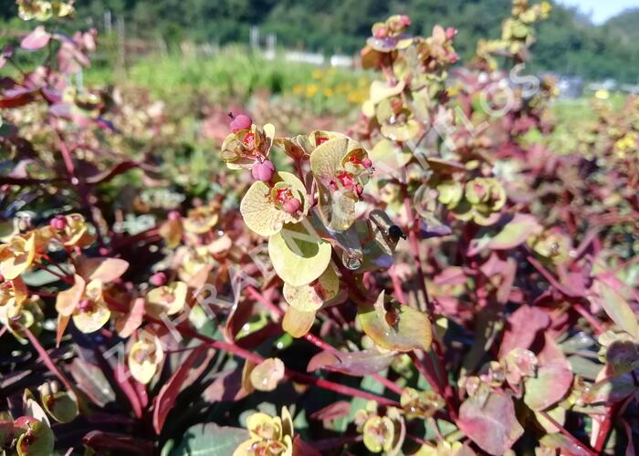 Pryšec mandloňovitý 'Ruby Glow' - Euphorbia amygdaloides 'Ruby Glow'