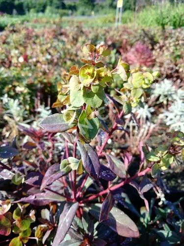 Pryšec mandloňovitý 'Ruby Glow' - Euphorbia amygdaloides 'Ruby Glow'