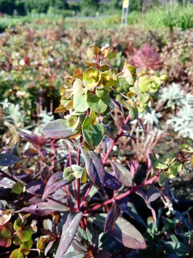 Pryšec mandloňovitý 'Ruby Glow' - Euphorbia amygdaloides 'Ruby Glow'