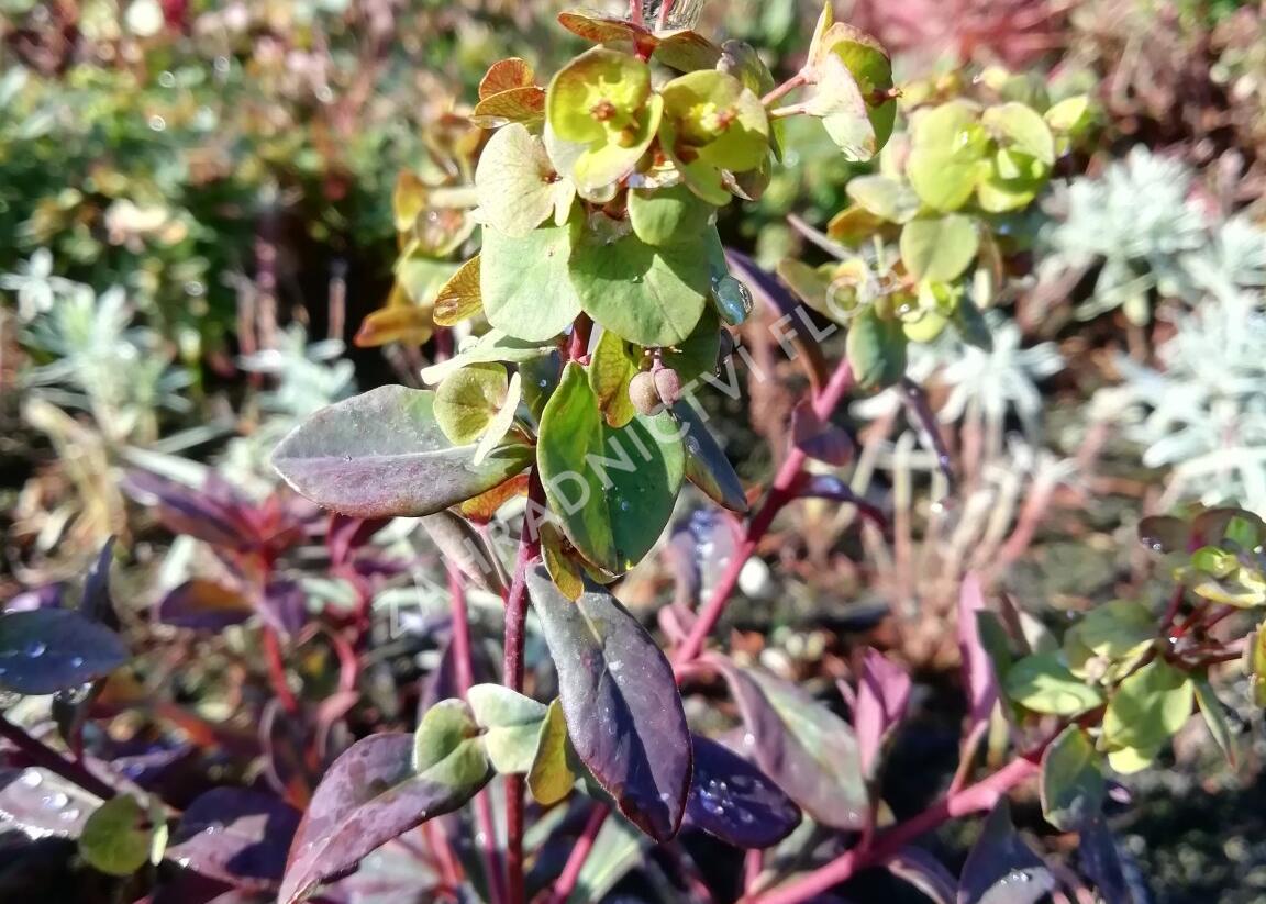 Pryšec mandloňovitý 'Ruby Glow' - Euphorbia amygdaloides 'Ruby Glow'