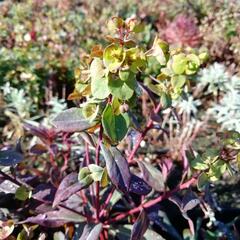 Pryšec mandloňovitý 'Ruby Glow' - Euphorbia amygdaloides 'Ruby Glow'