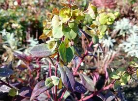 Pryšec mandloňovitý 'Ruby Glow' - Euphorbia amygdaloides 'Ruby Glow'