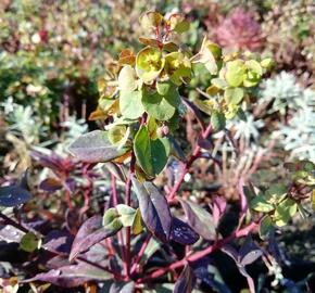 Pryšec mandloňovitý 'Ruby Glow' - Euphorbia amygdaloides 'Ruby Glow'