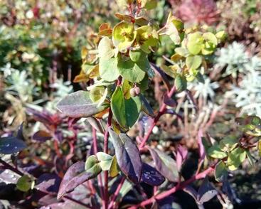 Pryšec mandloňovitý 'Ruby Glow'