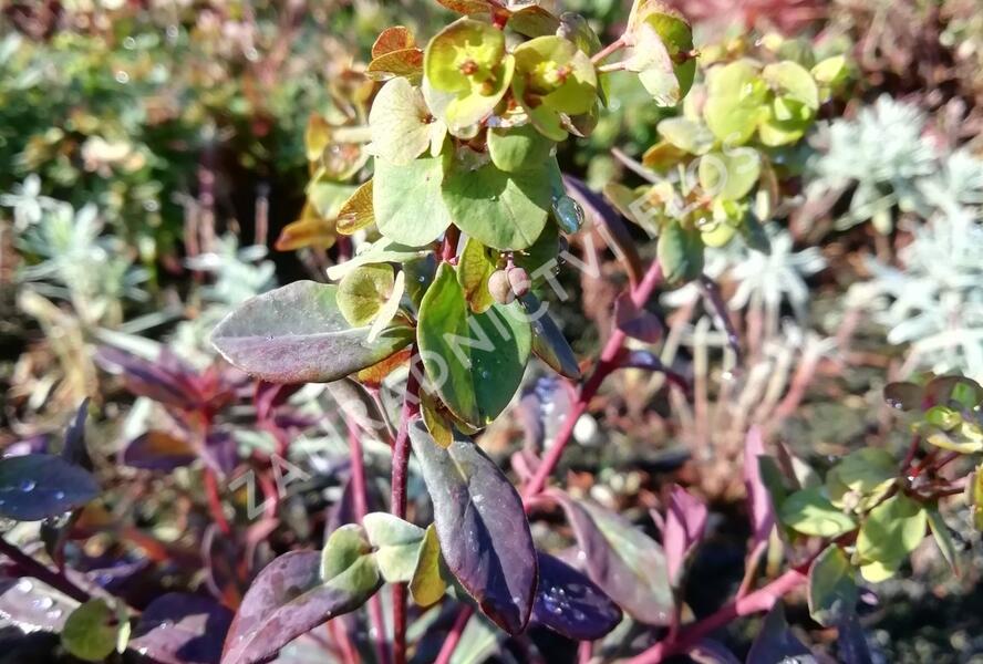 Pryšec mandloňovitý 'Ruby Glow' - Euphorbia amygdaloides 'Ruby Glow'