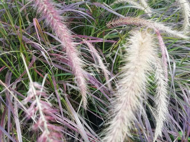 Dochan setý 'Rubrum Fireworks' - Pennisetum setaceum 'Rubrum Fireworks'