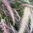 Dochan setý 'Rubrum Fireworks' - Pennisetum setaceum 'Rubrum Fireworks'