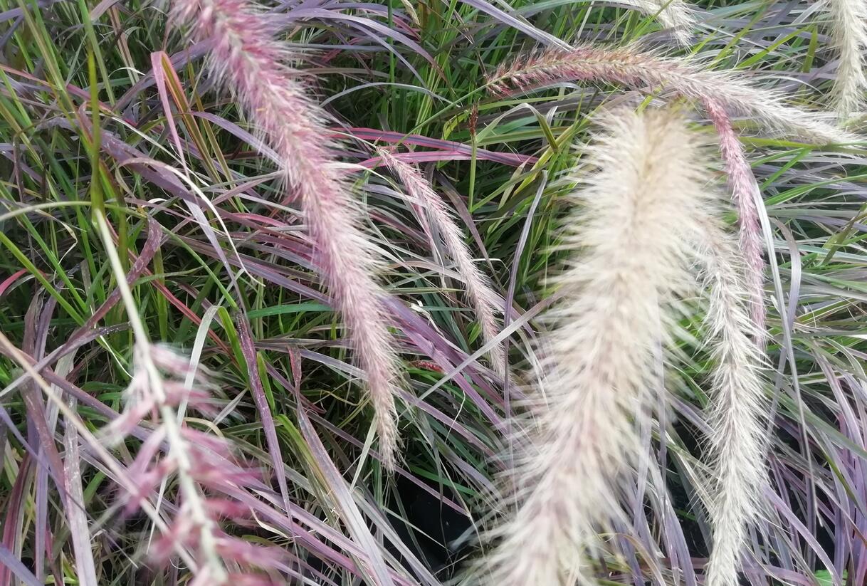 Dochan setý 'Rubrum Fireworks' - Pennisetum setaceum 'Rubrum Fireworks'