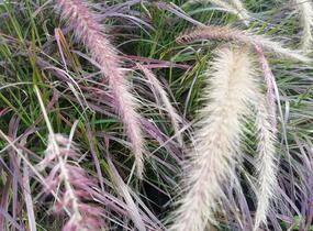 Dochan setý 'Rubrum Fireworks' - Pennisetum setaceum 'Rubrum Fireworks'