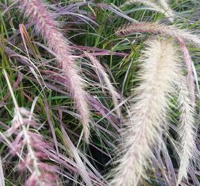 Dochan setý 'Rubrum Fireworks' - Pennisetum setaceum 'Rubrum Fireworks'