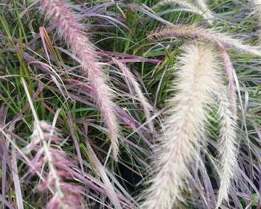 Dochan setý 'Rubrum Fireworks'