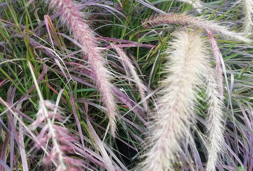 Dochan setý 'Rubrum Fireworks' - Pennisetum setaceum 'Rubrum Fireworks'