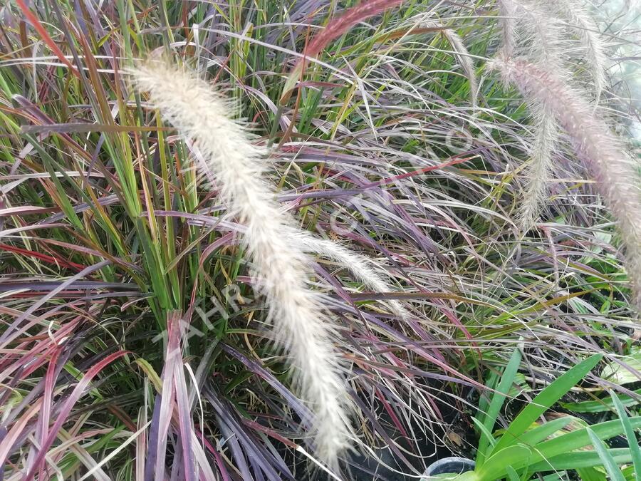 Dochan setý 'Rubrum Fireworks' - Pennisetum setaceum 'Rubrum Fireworks'