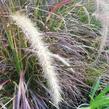 Dochan setý 'Rubrum Fireworks' - Pennisetum setaceum 'Rubrum Fireworks'