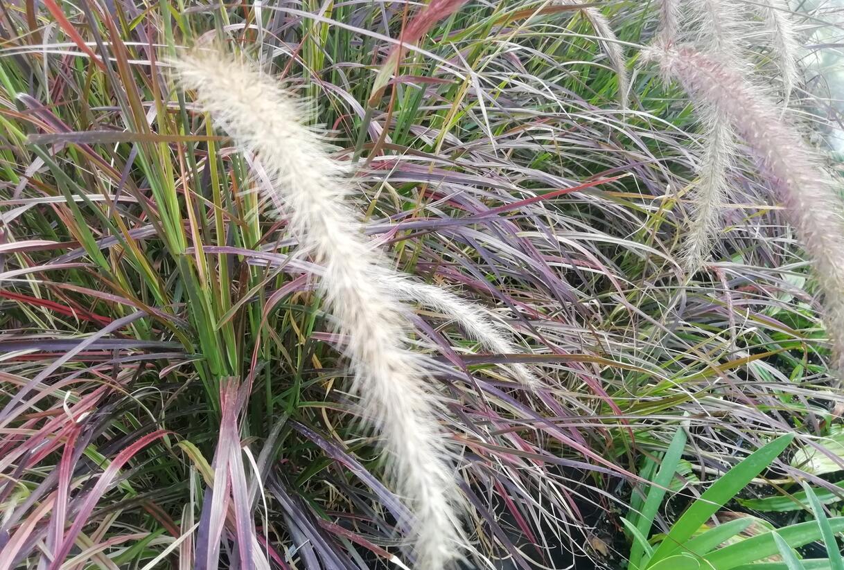 Dochan setý 'Rubrum Fireworks' - Pennisetum setaceum 'Rubrum Fireworks'