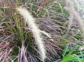 Dochan setý 'Rubrum Fireworks' - Pennisetum setaceum 'Rubrum Fireworks'