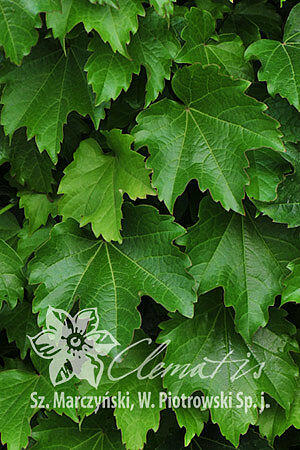 Přísavník trojcípý 'Diamond Mountains' - Parthenocissus tricuspidata 'Diamond Mountains'
